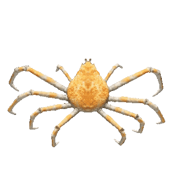 Spinning Crab